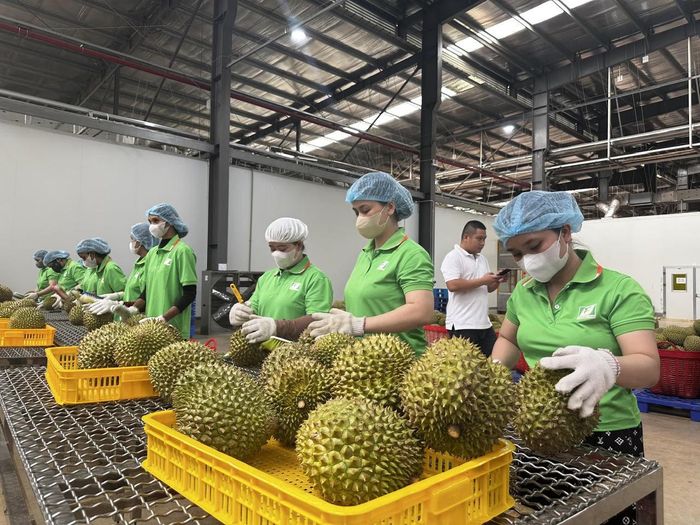 Thay vì phát triển tự phát, vùng nguyên liệu sầu riêng cần được rà soát, tổ chức lại dựa trên điều kiện đất đai, nguồn nước, khí hậu, hạ tầng và khả năng liên kết thị trường. Ảnh: PV