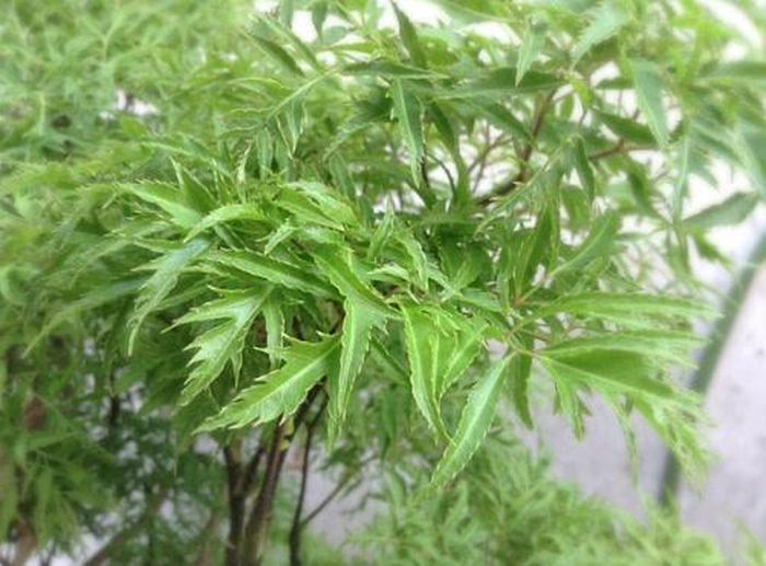 Lá và củ đinh lăng được sử dụng để chữa trị nhiều bệnh lý như bệnh da liễu, bệnh về xương khớp, hay đơn giản là làm thuốc bồi bổ cơ thể.