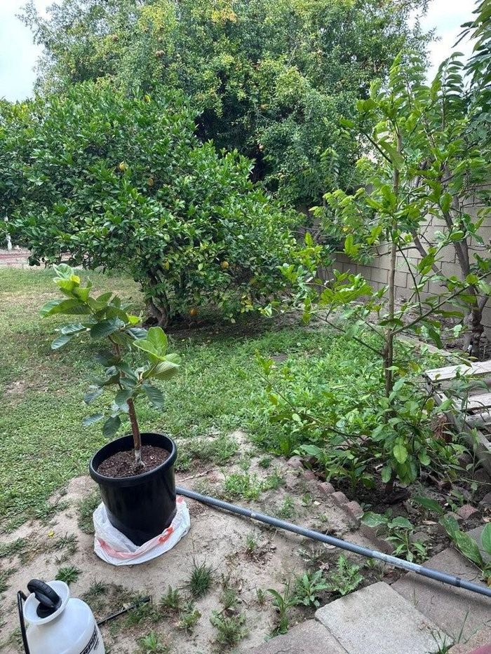 Một góc vườn xanh tươi được Bình Phương bố trí chỉn chu. Dù không gian không quá lớn nhưng cô tận dụng tối đa để trồng các loại cây ăn trái như chanh, bưởi, ổi.