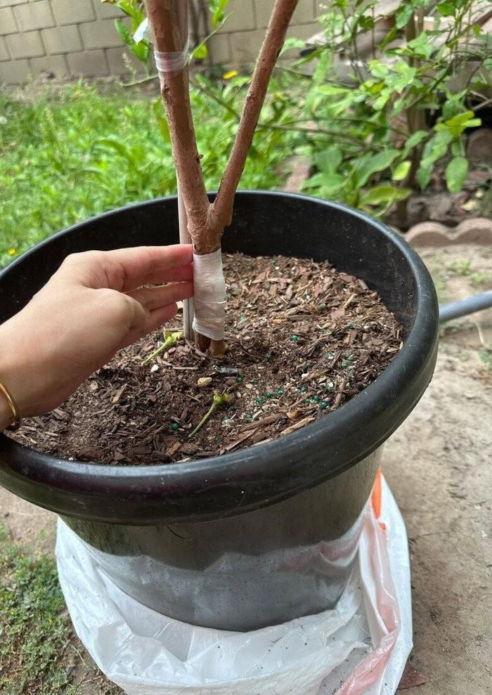 Kỹ thuật ghép cành và xử lý gốc được Bình Phương kiểm tra kỹ lưỡng khi chọn mua giống ổi mới. Việc chăm sóc cây trong chậu đòi hỏi sự tỉ mỉ để tránh tình trạng cây bị úng rễ.
