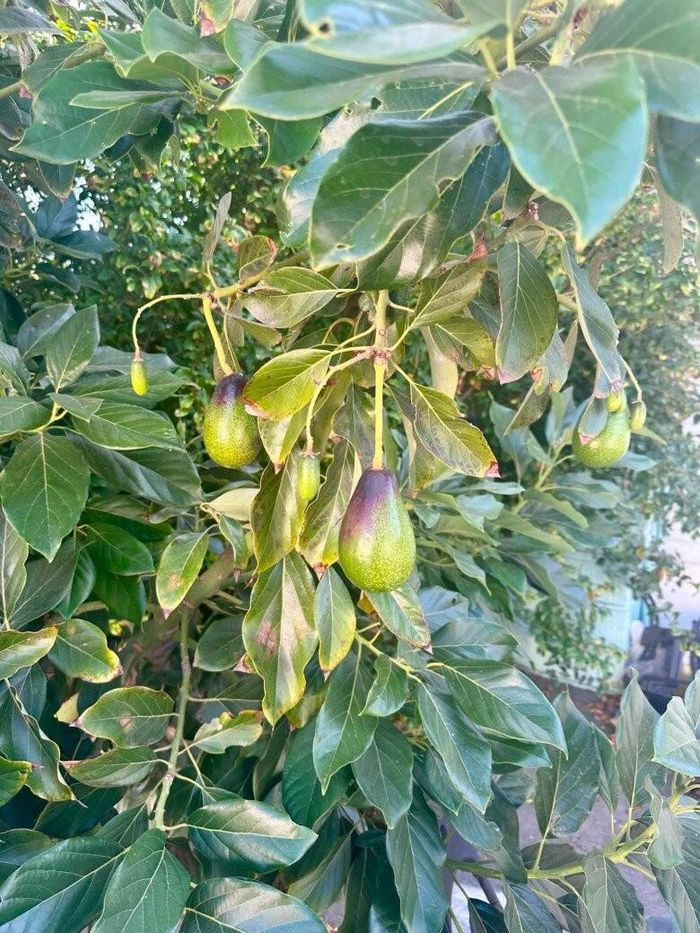 Thành quả ngọt ngào sau nhiều năm kiên trì chăm sóc của Bình Phương là những chùm bơ Mexicola bắt đầu đậu trái. Đây là giống bơ đặc biệt có thể ăn được cả vỏ với hương vị thơm bùi đặc trưng.