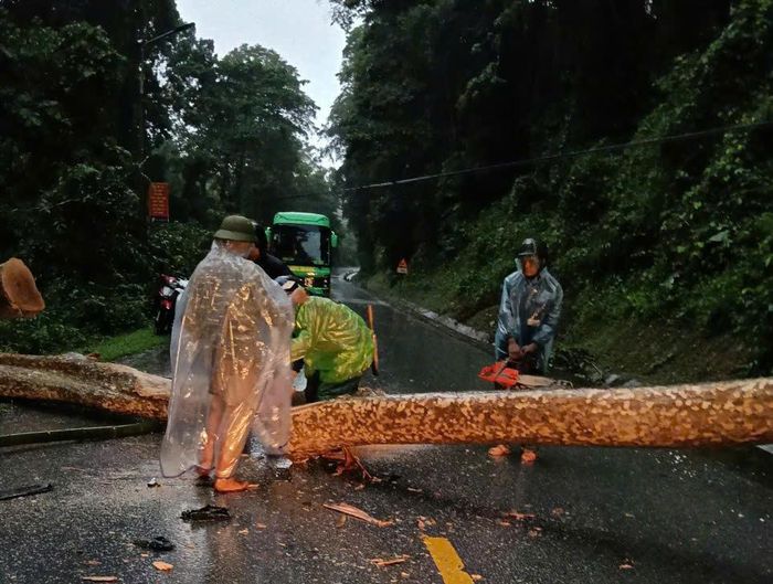 Cây lớn gãy đổ chắn ngang quốc lộ 7, đoạn qua xã Tam Quang, gây ảnh hưởng giao thông. (Ảnh: Kha Hiền)