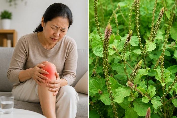 Cỏ xước có tác dụng hoạt huyết, tiêu viêm... giúp giảm đau nhức xương khớp. Ảnh AI