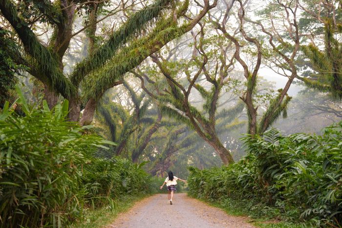Tôi khám phá hồ axit Kawah Ijen, thác Tumpak Sewu và khu rừng De Djawatan.