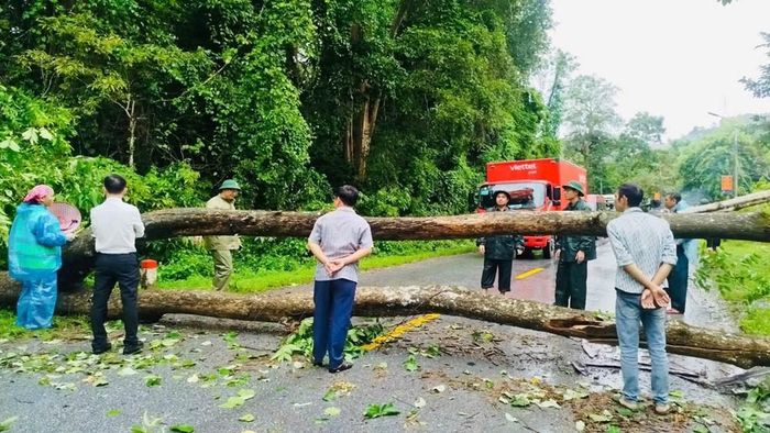 Cây gãy đổ trên Quốc lộ 7 đoạn qua xã Tam Quang. Ảnh: CSCC