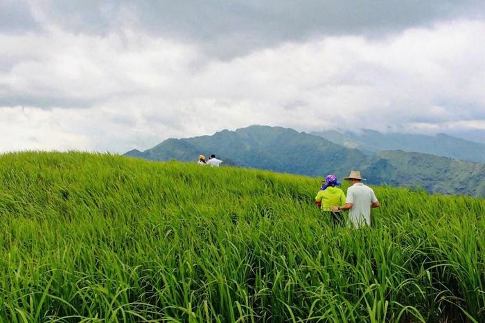 Cảnh quan núi rừng, ruộng bậc thang tạo nên sức hấp dẫn riêng cho du lịch trải nghiệm ở Suối Tọ