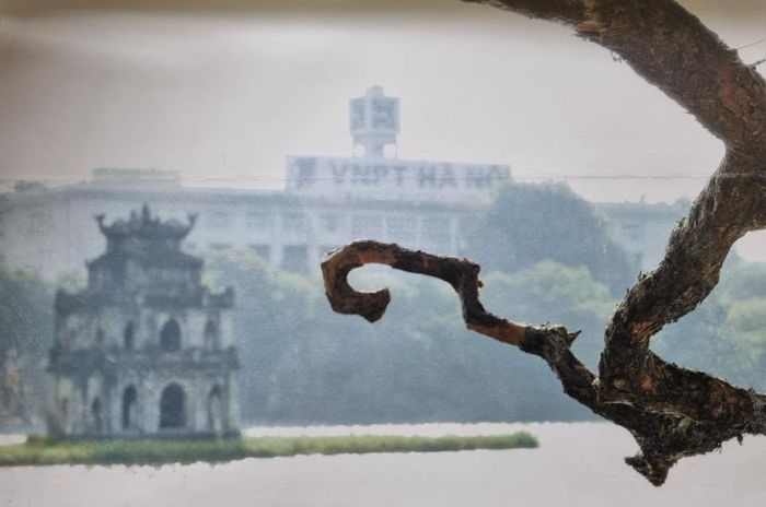 Cành cây cong hình dấu hỏi tại Hồ Gươm. Ảnh: Nghệ sĩ Quang Phùng