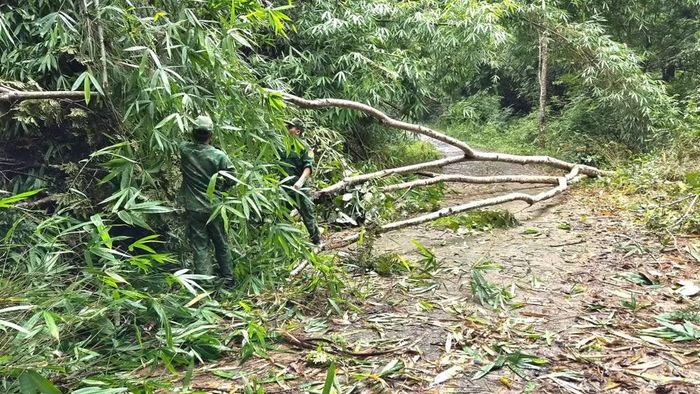 Cây xanh gây chắn ngang đường tuần tra thuộc địa bàn Đồn Biên phòng Đắc Bô phụ trách. (Ảnh: CTV)
