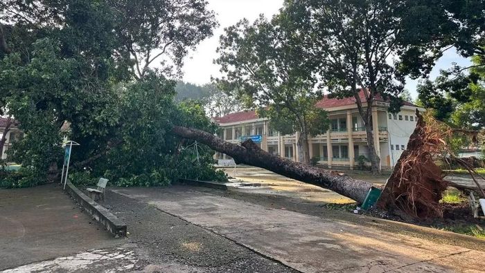 Cây xanh gãy tại một trường học ở xã biên giới Tân Tiến. (Ảnh: CTV)
