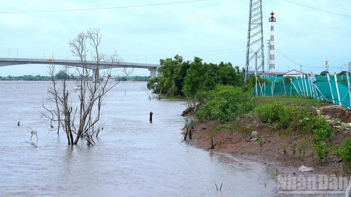 Những rặng đước xơ xác, chết đứng dưới lòng sông (bìa trái) là dấu vết còn lại của mảng đai rừng phòng hộ đã bị sạt lở ven tuyến sông Gành Hào. (Ảnh: HỮU TÙNG)