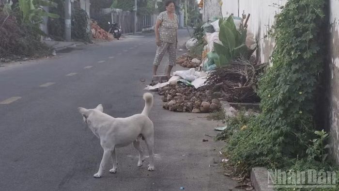 Một con chó thả rông trên địa bàn phường Mỹ Phong, tỉnh Đồng Tháp. (Ảnh: NGUYỄN SỰ)