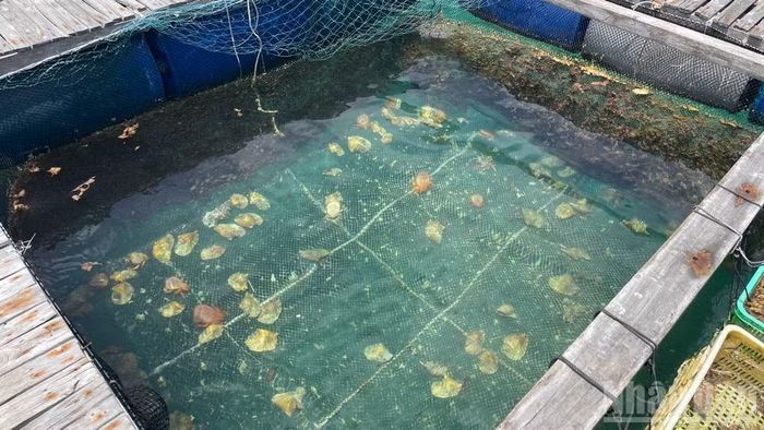 Nhiều thủy hải sản được ngư dân nuôi trong lòng bè gỗ.