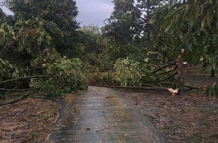  Nhiều diện tích sầu riêng đang trong thời kỳ kinh doanh tại Lâm Đồng bị bật gốc, ngã đổ 