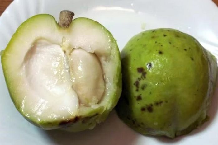 Phần thịt quả khi chín có độ ngọt, thơm, bùi và béo ngậy rất giống với bơ chín. (Ảnh: Sưu tầm)