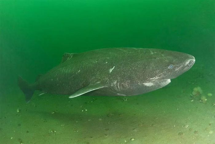 Một con cá mập Greenland, hay còn gọi là cá mập ngủ Greenland (Somniosus microcephalus), bơi dọc theo cửa sông St. Lawrence, Canada. (Ảnh: Alamy)