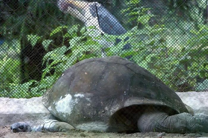 Adwaita, cá thể rùa khổng lồ Aldabra được cho là sống tới 255 tuổi. (Ảnh: Deshakalyan Chowdhury/AFP/Getty Images)