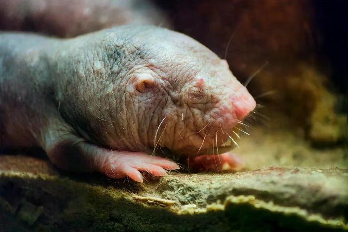 Cận cảnh một con chuột chũi trụi lông (Heterocephalus glaber) trong hang ngầm dưới lòng đất. (Ảnh: Getty Images)