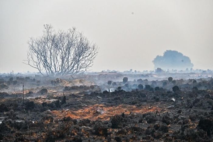 Khung cảnh hoang tàn do cháy rừng ở Bỉ. (Nguồn: Brussels Times)