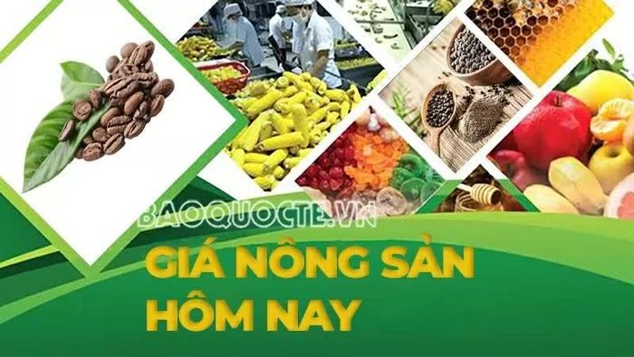 Giá nông sản hôm nay 21/8/2026: Giá cà phê trong nước còn dư địa tăng, có thể tin vào kịch bản bứt phá; 8 nước ngoài EU chính thức trừng phạt đồng minh thân cận của Nga.