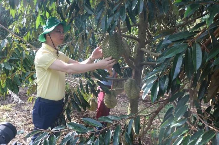 Dùng sản phẩm của Phân lân Ninh Bình bón cây sai quả, chất lượng