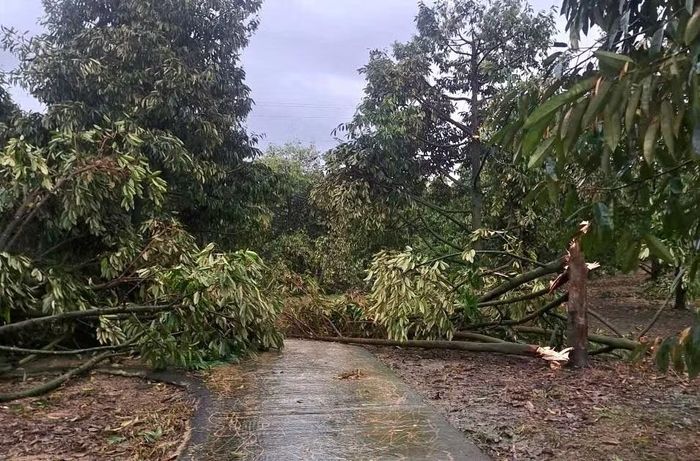 Khoảng 500 cây sầu riêng của người dân xã Đạ Huoai 2 bị mưa và lốc xoáy quật ngã.