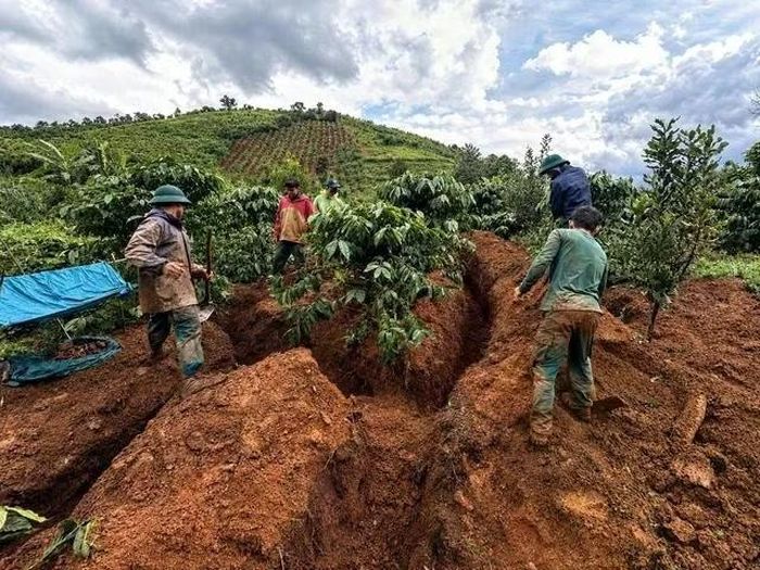 Tìm kiếm, quy tập hài cốt liệt sĩ ở xã Đăk Tờ Kan tại một khu vực rẫy cà phê.