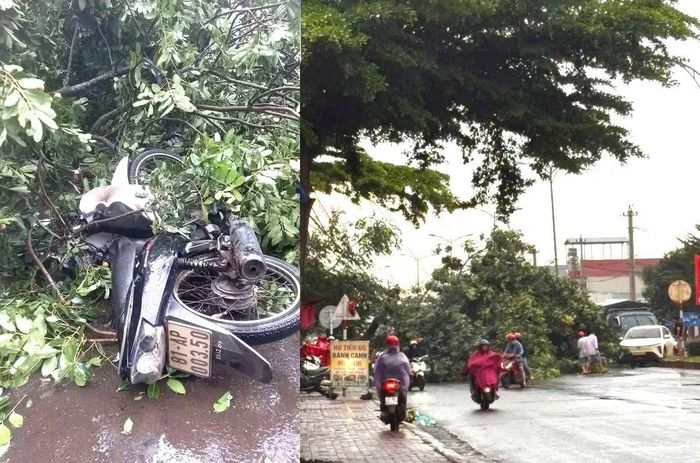 Hiện trường vụ ngã cây xanh khiến anh Q. bị thương nặng, tử vong.