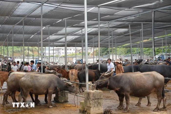 Nhiều trâu, bò được mang ra chợ gia súc để giao dịch mua bán. (Ảnh: Chu Hiệu/TTXVN)