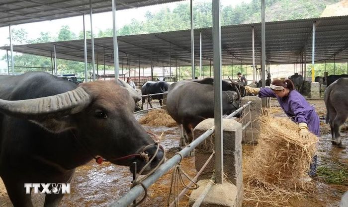 Những con trâu được được mang ra chợ gia súc Trà Lĩnh để bán. (Ảnh: Chu Hiệu/TTXVN)
