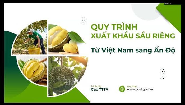 Việt Nam giới thiệu quy trình xuất khẩu sầu riêng sang Ấn Độ.