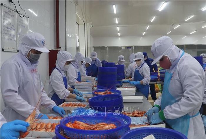 Chế biến tôm càng xanh xuất khẩu.