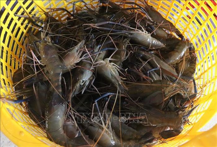 Con tôm càng xanh sau khi phân loại để chế biến.