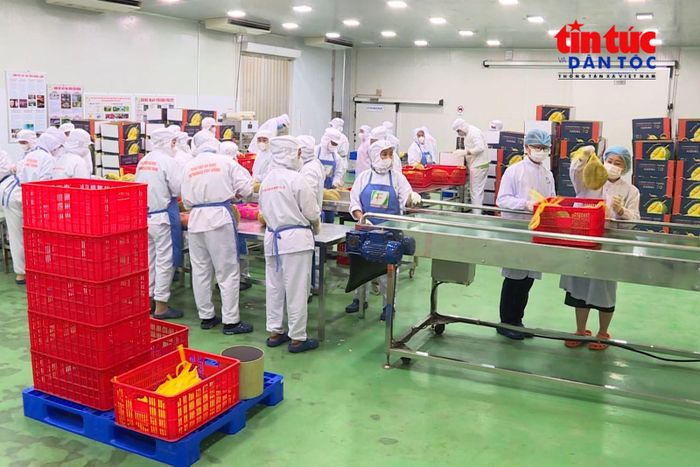 Đầu tư chế biến sâu được xem là giải pháp quan trọng giúp nâng cao giá trị gia tăng và giảm phụ thuộc vào xuất khẩu nông sản thô.