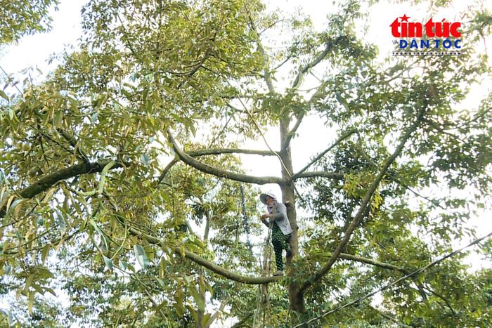 Vùng trồng sầu riêng được chuẩn hóa, quản lý mã số và truy xuất nguồn gốc là điều kiện quan trọng để duy trì thị trường xuất khẩu.