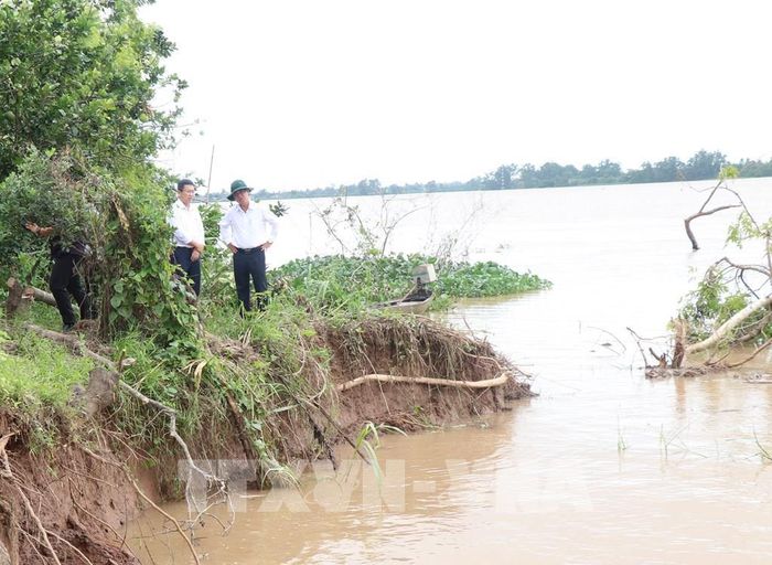 Khu vực sạt lở tại xã cù lao Qưới Thiện. Ảnh: Phúc Sơn - TTXVN