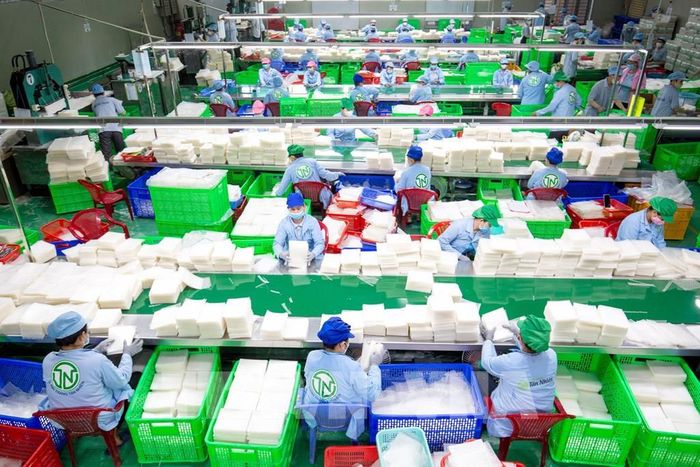 Tuổi trẻ Tây Ninh ra sức lao động, học tập, sáng tạo, biến nhiệt huyết tuổi trẻ thành những việc làm thiết thực, góp sức xây dựng quê hương ngày càng phát triển. Ảnh: Giang Phương - TTXVN