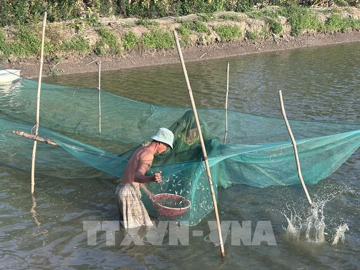 Hiện tỉnh Đồng Tháp cung ứng khoảng 30 tấn cá linh non đầu mùa nước nổi. Ảnh: Hồng Nhung - TTXVN