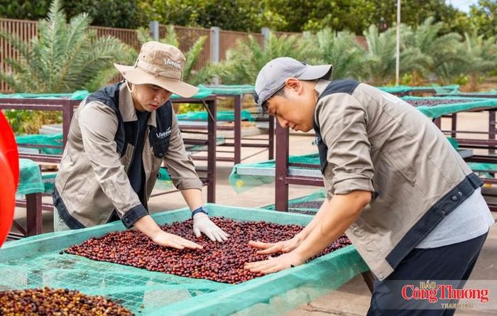 7 tháng năm 2026, xuất khẩu cà phê đạt 976,5 triệu USD, chiếm 41,5% tổng kim ngạch xuất khẩu của tỉnh.