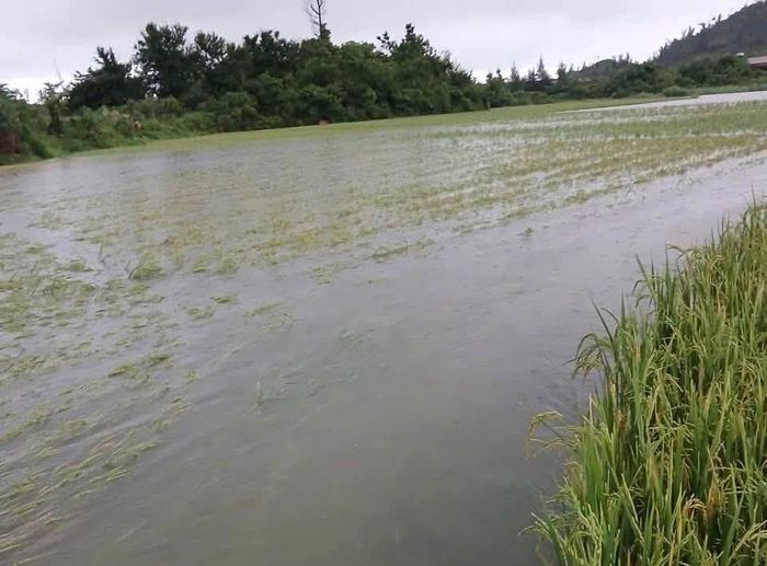 Đồng lúa xã Kỳ Xuân, tỉnh Hà Tĩnh ngập sâu trong nước. Ảnh: UBND xã Kỳ Xuân