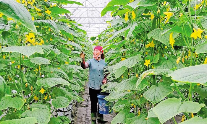  Xã Trung Chính chú trọng phát triển mô hình nông nghiệp ứng dụng công nghệ cao. 