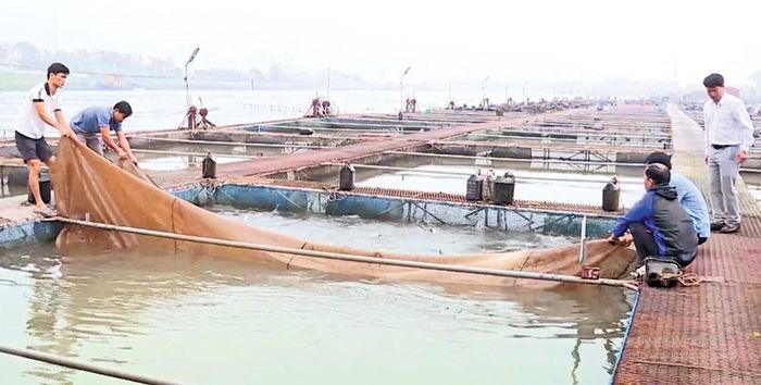 Tại phường Mão Điền, người dân liên kết thành các hợp tác xã nuôi cá lồng trên sông.