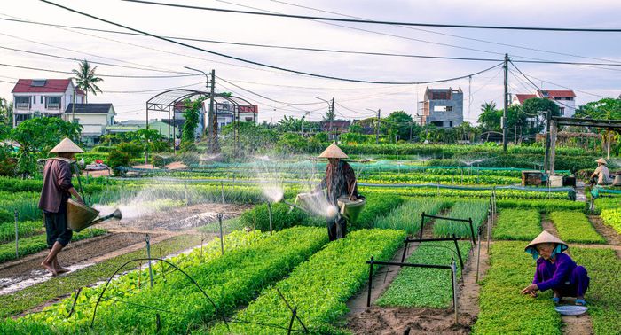 Làng rau Trà Quế. Ảnh: HUỲNH VĂN TRUYỀN