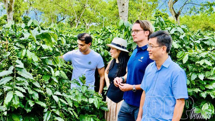 Xã Mường Ảng phối hợp với Công ty Cổ phần Cà phê Detech khảo sát diện tích trồng cà phê, chuẩn bị đầu tư nhà máy chế biến sâu cà phê trên địa bàn xã.