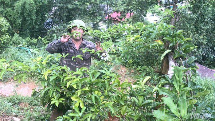 500 gốc chanh leo của gia đình Quàng Văn Tiên, bản Hới cho quả to, đều.