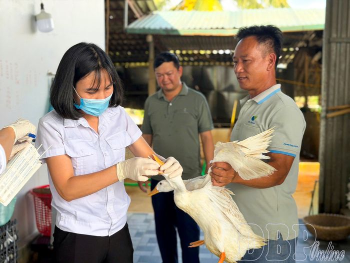 Cán bộ Chi cục Nông nghiệp phối hợp với xã Thanh Yên tiến hành lấy mẫu tại hộ chăn nuôi gia cầm.