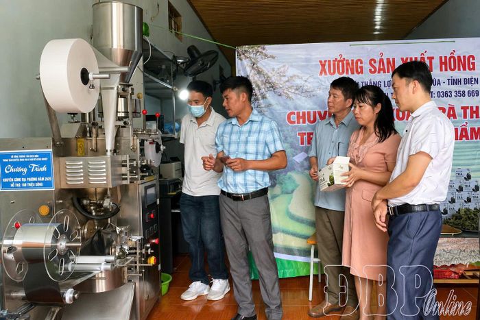 Máy đóng gói trà túi lọc của HTX Cà gai leo Tủa Chùa được đầu tư từ nguồn vốn khuyến công. 