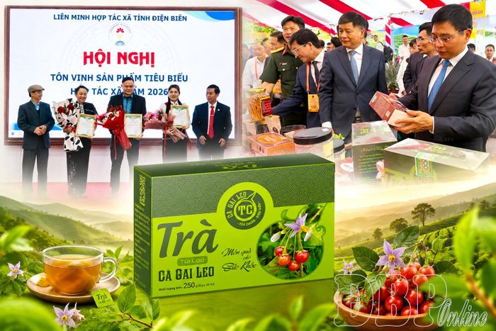 Trà cà gai leo của HTX Cà gai leo Tủa Chùa là 1 trong 50 sản phẩm tiêu biểu toàn quốc được trao Giải thưởng Mai An Tiêm năm 2026.