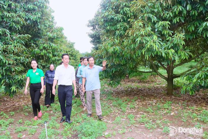 Giám đốc Quỹ Hỗ trợ nông dân thành phố Đồng Nai Nguyễn Bảo Thái (đi hàng đầu, giữa) thăm mô hình trồng sầu riêng của hội viên nông dân phường Đồng Xoài. Ảnh: Quang Minh