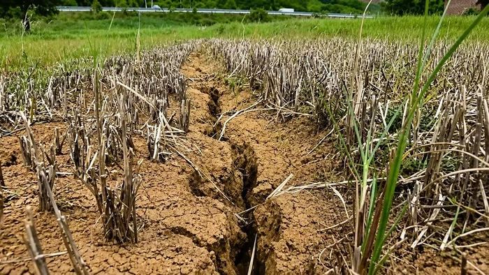 Đất ruộng của gia đình ông Nguyễn Văn Sanh (thôn Trung Sơn) phải bỏ hoang do bị sa bồi, thủy phá. Ảnh: C.L