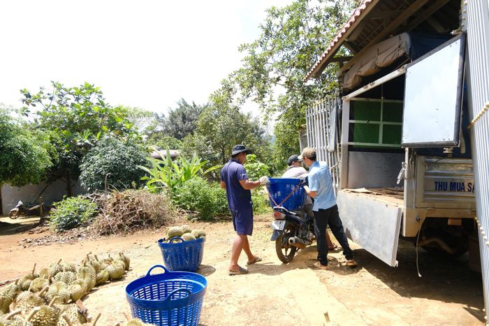 Nông dân xã Cát Tiên 3 thu hoạch sầu riêng.